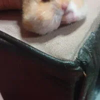 خوکچه هندی و همستر|موش و خرگوش|رشت, کوی غلام نیا|دیوار