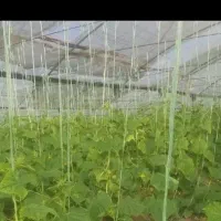 فروش 1200متر اسکلت گلخانه