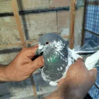 کبوتر نر
