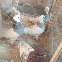 چهار عدد طوقی