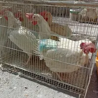 خروس مرغ قربونی رفع بلا چشمونظر ارسال ذبح رای گان|حیوانات مزرعه|قم, نیروگاه|دیوار