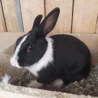 فروش خرگوش خونگی|موش و خرگوش|شاهرود, |دیوار