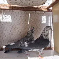 کبوتر بعدظهری|پرنده|قم, نیروگاه|دیوار