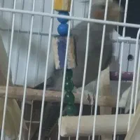 عروس هلندی|پرنده|کرمانشاه, |دیوار