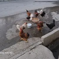 خروس محلی|حیوانات مزرعه|صحنه, |دیوار