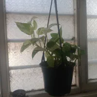 گل طبیعی|گل و گیاه طبیعی|باقرشهر, |دیوار