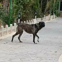 واگذاری سگ ماده افغان مناسب برای نگهبانی و گله