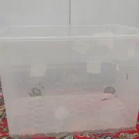 باکس شفاف ۴۰×۷۰