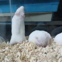 همستر های خوش رنگ|موش و خرگوش|کرج, کرج نو|دیوار