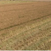 اجاره زمین و آب برای کشاورزی یا دامداری