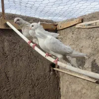 کفتر سفید چشم سفید وزرد .کرمانشهی