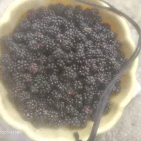 تمشک برای امروز|خوردنی و آشامیدنی|کردکوی, |دیوار