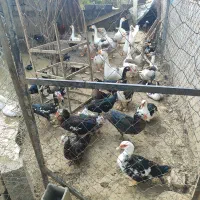 معاوضیه غاز اردک اسراعیلی با گوسفند|حیوانات مزرعه|بابل, |دیوار