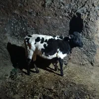 گوساله ماده دورگ|حیوانات مزرعه|انگوران, |دیوار