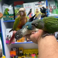 طوطی گرینچیک در انواع سایز و رنگ|پرنده|قائم‌شهر, |دیوار