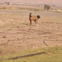 کره ماده مدرک دارعرب