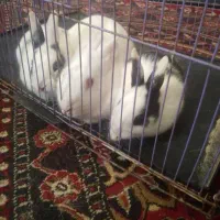 خرگوش فروشی