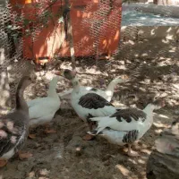 فروش غاز محلی و خروس دورگ