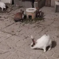 خرگوش|موش و خرگوش|سنندج, |دیوار