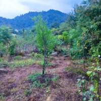 636متر زمین ویلایی مسکونی در شیرآباد|فروش زمین و ملک کلنگی|حویق, |دیوار