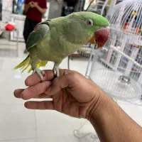 جوجه شاه|پرنده|کاشمر, |دیوار