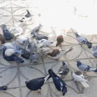 حراج کبوتر نر و ماده|پرنده|فردوس (خراسان), |دیوار