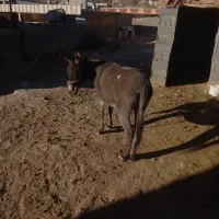 الاغ|حیوانات مزرعه|لردگان, |دیوار