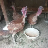 سه روز پیش در رزن