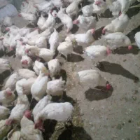 مرغ|حیوانات مزرعه|خوی, |دیوار