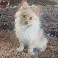 سگ پامر روباهی سن یکساله