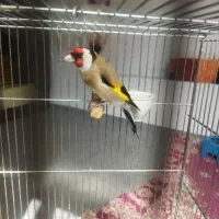 سهره سه ساله