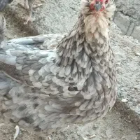 مرغ گلین طوسی خالدار