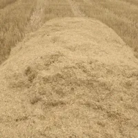 کاه دیمه خرمنکوبی نرم نرم