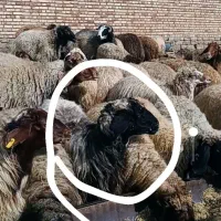 گوسفند گم شده