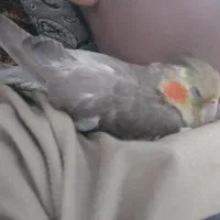 سلام عروس هلندی گمشده