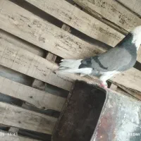 کبوتر شازده سبز عروسک