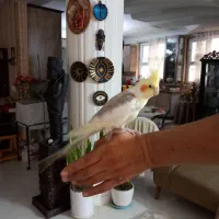 عروس هلندی نژاد  سخنگو