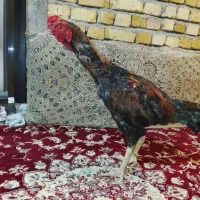 خروس لاری|حیوانات مزرعه|رشت, سلیمانداراب|دیوار