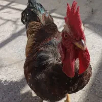 خروس گردن گلابی