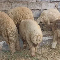 گوسفند بره
