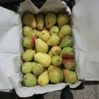 گلابی