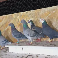 کبوتران علی خلیلی|پرنده|مشهد, انصار|دیوار