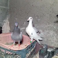 کبوتر پلاکی چند نژاد خوب کسی خواست درخدمتم|پرنده|منوجان, |دیوار