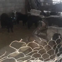 بزوبزغاله زرانگوش|حیوانات مزرعه|هندمینی, |دیوار