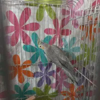 طوطی عروس هلندی مولد