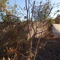 نهال گردویاصلاح شده ایرانی و ترکیه با قیمت مناسب|خدمات باغبانی و درختکاری|خوی, |دیوار