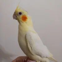 جوجه لوتینو فول دستی همه چی تموم