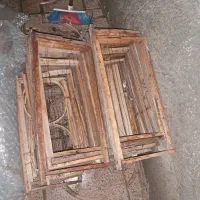 زنبور   عسل (کادردست دوم )