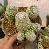 کاکتوس مامیلاریا