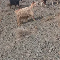 بزجوان|حیوانات مزرعه|سبزوار, قصبه شرقی|دیوار